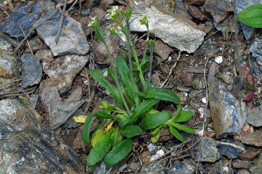 Arabis da determinare 2